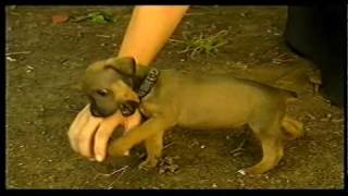 Animal cruelty  puppys tail cut off with carving knife [upl. by Varin]