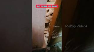 💥Cat opens the Door  Intelligent Cat 😲 viral cats shorts trending catlove catlover cutecats [upl. by Uziel]