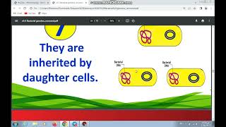 Bacterial genetics [upl. by Ymaj]