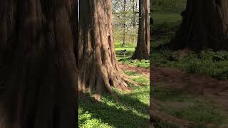 110 ft tall Dawn Redwoods at Morris Arboretum in Philadelphia [upl. by Clint]