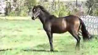 Arabian horses for sale [upl. by Anawat]