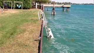 Dog Climbs up Vertical Ladder after Jumping into River  Oct 8 2012 [upl. by Keeler]