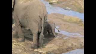 Newborn baby elephant in the Kruger National Park [upl. by Nylloc]