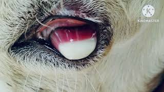 Listeriosis Differential Diagnosis in Goats [upl. by Ydnat]