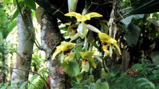 POLINIZADORES STANHOPEA SP [upl. by Ennagem]