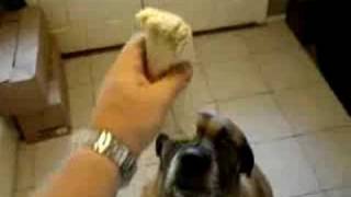 Dog eats Bean Burrito in 1 second [upl. by Teufert985]