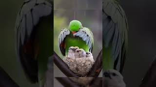 Parrotyoutubeshorts birds birdsbeauty birdslover [upl. by Ahsed]