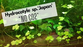 Hydrocotyle spJapan no CO2 [upl. by Isolda]