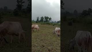 cow grazing yt youtubeshorts cow animals shorts [upl. by Varrian]