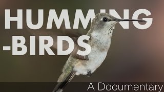 Hummingbirds  A Documentary [upl. by Neufer976]