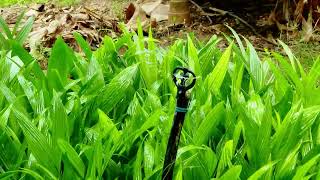 Intercrop in Coconut [upl. by Leigha]