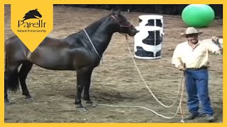 Parelli Natural Horse Training Tip  What Is Respect [upl. by Katie]