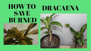 HOW TO SAVE BURNED DRACAENA LEAVES dracaena indoorplants houseplants plants [upl. by Oravla]