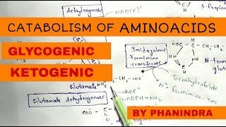 Catabolism of Aminoacids  Degradation  Glycogenic and Ketogenic Aminoacids [upl. by Buehrer]