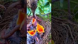 Mother bird feeding baby earthworms shorts nature birdfeeding [upl. by Hawkins]