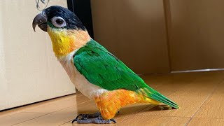 Black Headed Caique Talking amp Sounds  Black Headed Parrot Playing  Funny Caique Parrot Playing [upl. by Colette585]