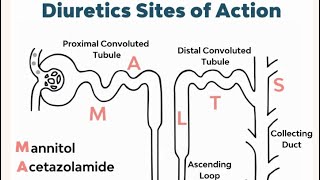 Medical chemistry  Diuretics part 2 كيمياء طبية الأدوية المدرة للبول [upl. by Novelia]