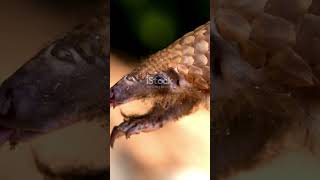 Amazing Pangolin Facts You Didnt Know facts wildanimalfacts dangeroussnake [upl. by Acirre]