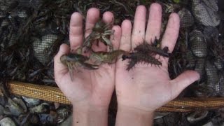 How To 4 Catch Hundreds of Crayfish and Hellgrammites by Seine Net for Bait Fishing [upl. by Ahseken335]