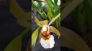 COELOGYNE BARBATA em exposição uma orquídea perfumada [upl. by Dickens]