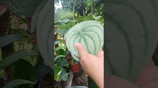 Peperomia Argyreia aka Giant WatermelonNapaka taba ng mga dahon myplants homegardening [upl. by Esteban]