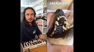 The Kiffness x Lalala Dog  Lalala Live Looping Singing Dog Song [upl. by Yesnil]