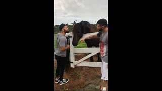 Gusttavo Lima Amanhecendo o Dia Cantando na Fazenda ⛅🐂🐎 🎙️🎶🇧🇷 [upl. by Emmet]