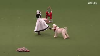 Afghan Hound Fabio Performs at Crufts  Dog dancingFreestyle  Results [upl. by Suertemed960]