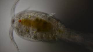 Copepod Cyclops [upl. by Art254]