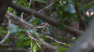 Sakhalin Leaf Warbler  Phylloscopus borealoides  20240908 Jeju Korea [upl. by Lewellen]