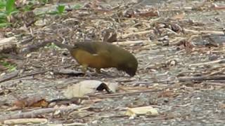 Thickbilled SeedFinch [upl. by Dlawso47]