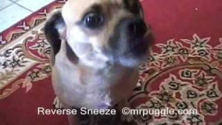 Mr Puggles Reverse Sneeze amp How to Stop it [upl. by Arakawa]