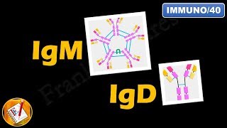 IgM IgD  Structure Properties and Functions FLImmuno40 [upl. by Aihsele]