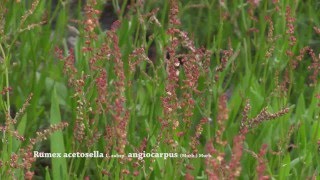 Rumex acetosella [upl. by Rod536]