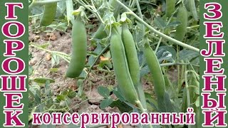 Зеленый горошек консервированный Заготовки на зиму [upl. by Jacinta]