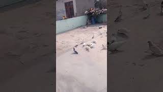 Pani hi nahi tha 😔😔shortvideopigeon kabutar miniminivlog birds [upl. by Ntsuj784]