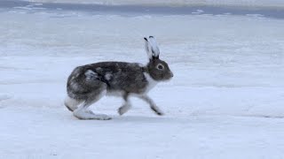 Hares Running On Ice [upl. by Connolly]