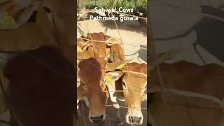 Sahiwal cows at Pathmeda Gosala 🕉 31102024 🕉 [upl. by Hannon]