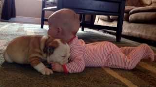 Bulldog puppy kissing the baby [upl. by Eniluqaj]