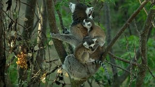 Twin Baby Ring Tailed Lemurs  Madagascar  David Attenborough  BBC Earth [upl. by Ecirtnahs917]