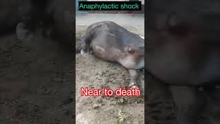 Anaphylactic shock in buffalo l dr umar khan [upl. by Wilhide]