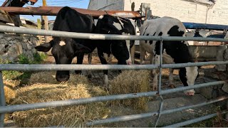 Farm Chores with Hannah Hay Loading and Cow Duties [upl. by Lacym]