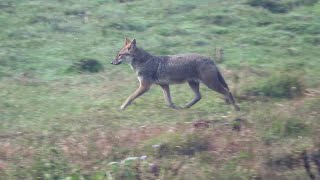 Alone In The Jungle I Filmed 3 Jackals Hunting A Deer [upl. by Newby]