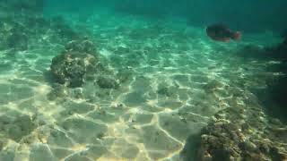 Snorkeling  Hikkaduwa Sri lanka [upl. by Covell313]