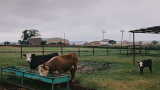 Waggoner Ranch Iconic Chunk of Texas for Sale at 725 Million [upl. by Moncear]