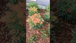 🌳Nature Plants shorts seattle bothellwashington bothell [upl. by Tiphany]