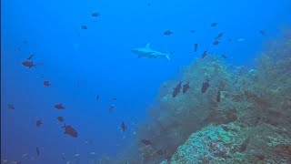 Maldives Diving 4K [upl. by Arreic]