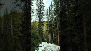 Canada is Winter Wonderland 🇨🇦 Best places for winter hike in Kananaskis Albertashorts nature [upl. by Mars]