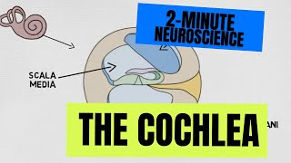 2Minute Neuroscience The Cochlea [upl. by Eelarol]