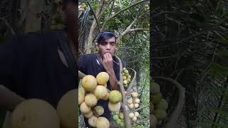 Sensasi makan buah langsat langsung dari pohonnya fruit [upl. by Bain195]